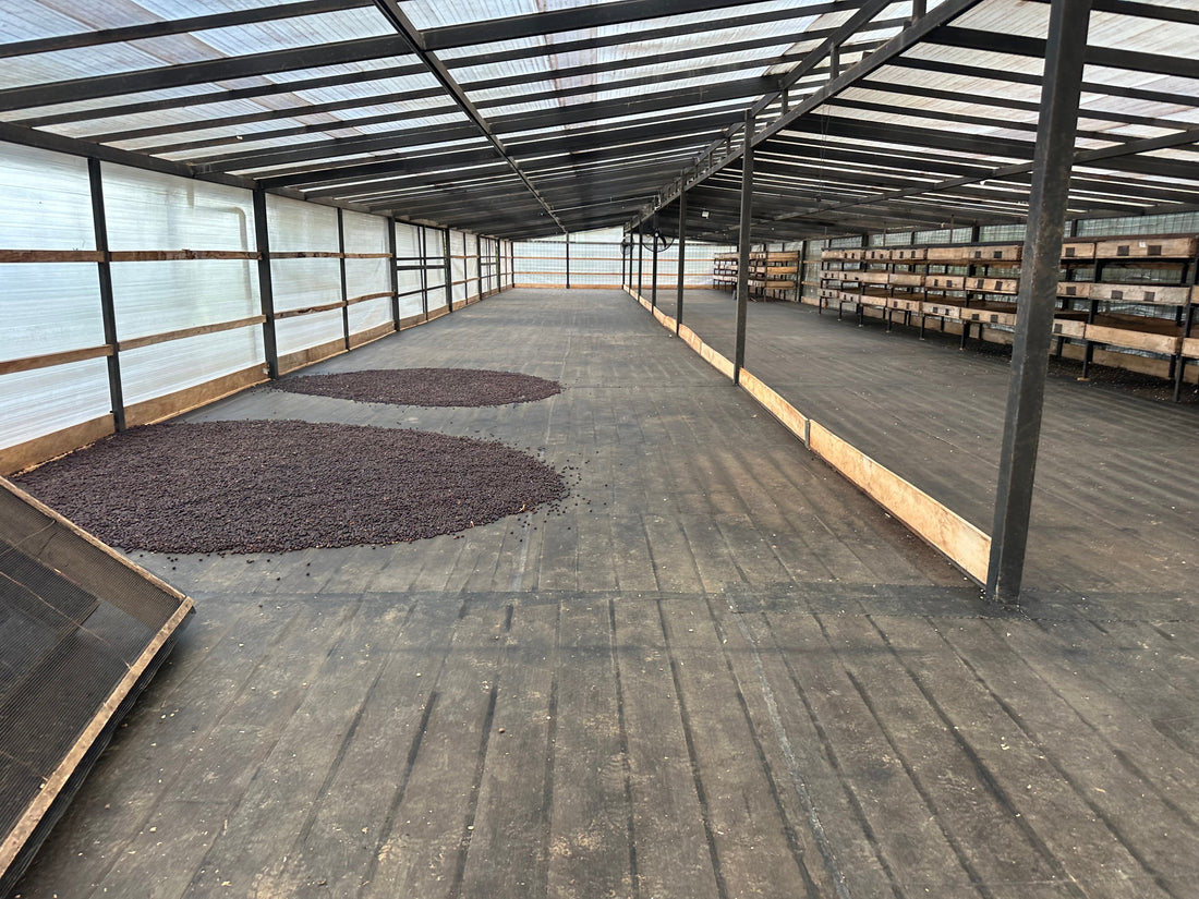 What is Natural Process Coffee? | 3 Arrows Coffee Co.